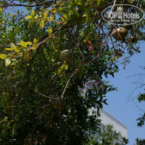 фото из отзыва ID 1242047