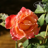 фото из отзыва ID 1242405