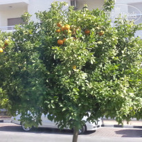 фото из отзыва ID 1243184