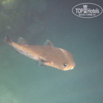 фото из отзыва ID 1243530