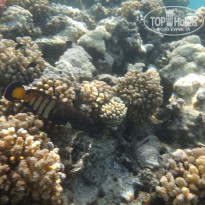 фото из отзыва ID 1243530