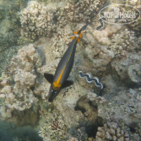 фото из отзыва ID 1243530