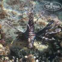 фото из отзыва ID 1243530