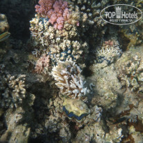 фото из отзыва ID 1243530