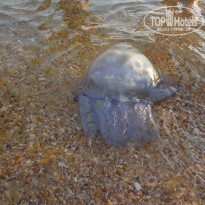 фото из отзыва ID 1244504