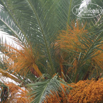 фото из отзыва ID 1244908