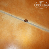 фото из отзыва ID 1246059