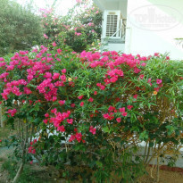 фото из отзыва ID 1247141
