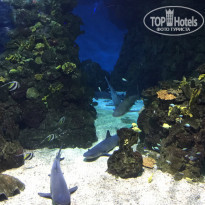 фото из отзыва ID 1247340