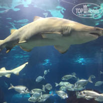 фото из отзыва ID 1247340