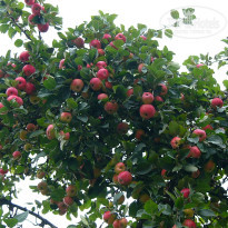 фото из отзыва ID 1247561