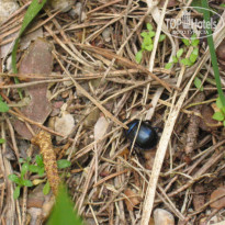 фото из отзыва ID 1248868