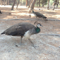 фото из отзыва ID 1248926