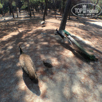 фото из отзыва ID 1248926