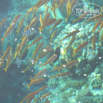 фото из отзыва ID 1249027