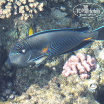 фото из отзыва ID 1249027