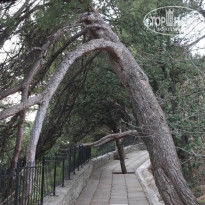 фото из отзыва ID 1249767