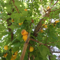 фото из отзыва ID 1249978