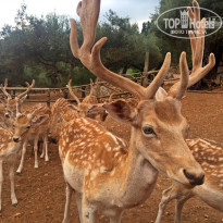 фото из отзыва ID 1250943