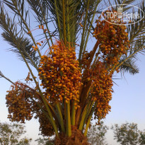 фото из отзыва ID 1251152