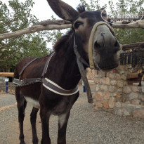 фото из отзыва ID 1251234