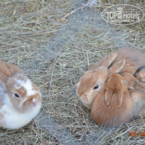 фото из отзыва ID 1251285