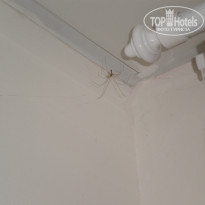 фото из отзыва ID 1252452