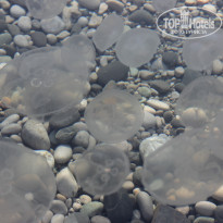 фото из отзыва ID 1253379