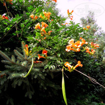 фото из отзыва ID 1255571