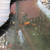 фото из отзыва ID 1255835