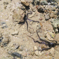 фото из отзыва ID 1255995