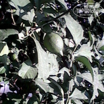 фото из отзыва ID 1257825