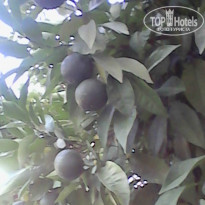 фото из отзыва ID 1257825