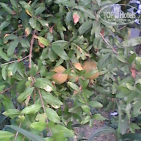 фото из отзыва ID 1257825