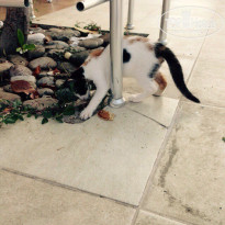 фото из отзыва ID 1258137