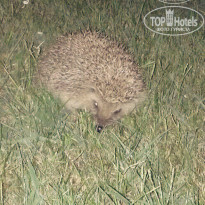 фото из отзыва ID 1258137