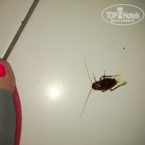 фото из отзыва ID 1260134