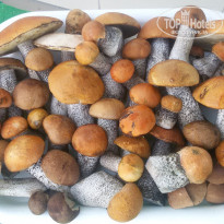 фото из отзыва ID 1260262