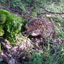 фото из отзыва ID 1260262