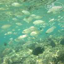 фото из отзыва ID 1261035