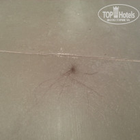 фото из отзыва ID 1261071