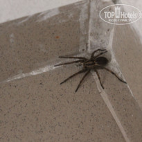 фото из отзыва ID 1261599