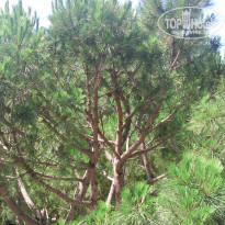 фото из отзыва ID 1263060