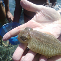 фото из отзыва ID 1263581