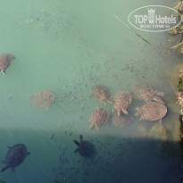 фото из отзыва ID 1264131