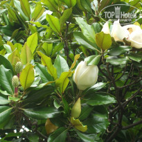 фото из отзыва ID 1264980