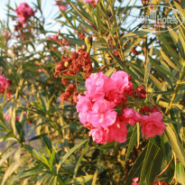 фото из отзыва ID 1266800