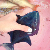 фото из отзыва ID 1267054