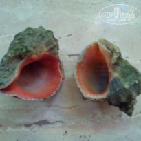 фото из отзыва ID 1268053