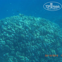 фото из отзыва ID 1270457